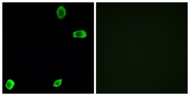 Anti-TAS2R39 antibody produced in rabbit