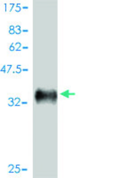 ANTI-EPHB2 antibody produced in mouse