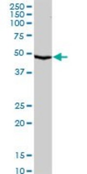 Anti-SERPINA10 antibody produced in rabbit