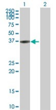 Anti-BLVRA antibody produced in rabbit