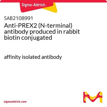 Anti-PREX2 (N-terminal) antibody produced in