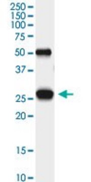 Monoclonal Anti-PGAM1 antibody produced in