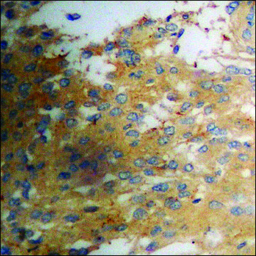 Anti-phospho-Neutrophil Cytosol Factor 1 (pSer³²?)