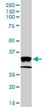 Anti-HLA-DPA1 antibody produced in rabbit