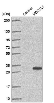 Anti-MBD3L1 antibody produced in rabbit