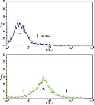 ANTI-C-KIT(N-TERMINAL) antibody produced in rabbit