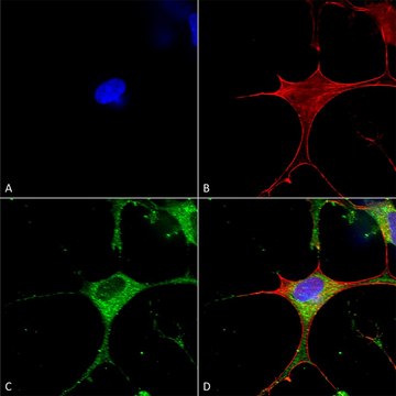 Monoclonal Anti-Glun1-Nr1 - Hrp antibody