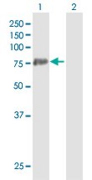 Anti-PADI3 antibody produced in mouse