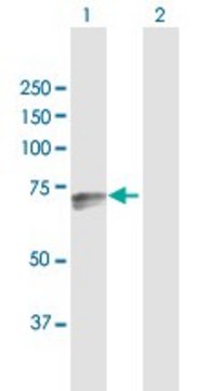 Anti-DARS2 antibody produced in rabbit