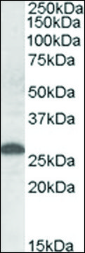 Anti-Apom antibody produced in goat