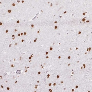 Anti-NPIPA1 antibody produced in rabbit
