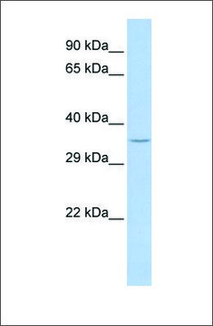 Anti-SPDYA (ab2) antibody produced in