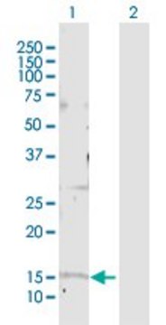 Anti-GOLGA7 antibody produced in rabbit