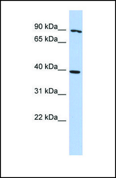 Anti-MAP3K15 antibody produced in rabbit