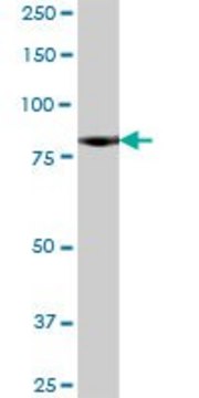 Anti-NCDN antibody produced in mouse