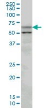 Monoclonal Anti-SLC33A1 antibody produced in