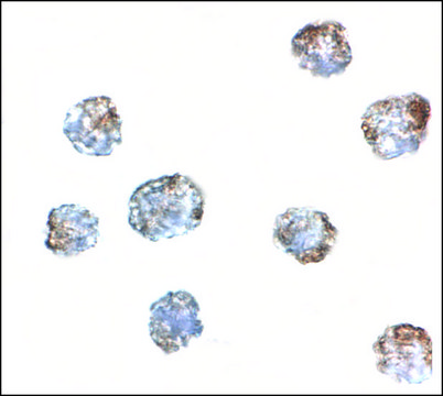 Anti-MATN3 antibody produced in rabbit