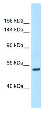Anti-TRIO (C-terminal) antibody produced in