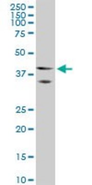 ANTI-HOXA5 antibody produced in mouse