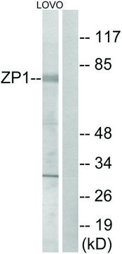 Anti-ZP1 antibody produced in rabbit