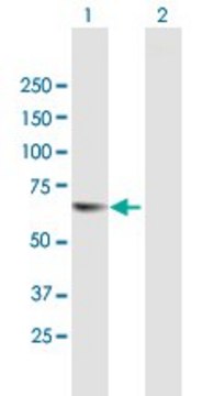 Anti-TESK2 antibody produced in mouse