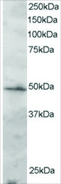 Anti-IRF2 antibody produced in goat