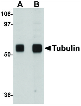 Anti-?-Tubulin from chicken