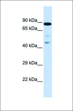 Anti-RAD54L antibody produced in rabbit