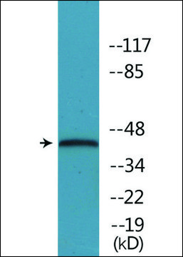Anti-phospho-p38 MAPK (pThr¹??+Tyr¹?¹) antibody produced