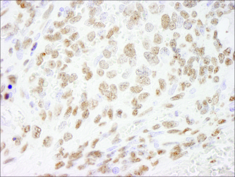 Rabbit anti-Histone H3 Antibody, Affinity