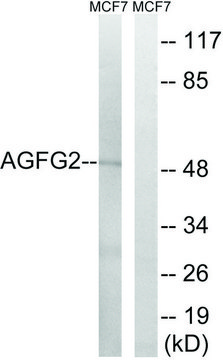 Anti-AGFG2 antibody produced in rabbit
