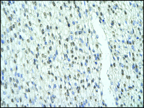 Anti-SFRS2B antibody produced in rabbit
