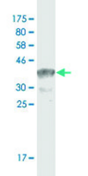 Monoclonal Anti-TCF3, (C-terminal) antibody produced