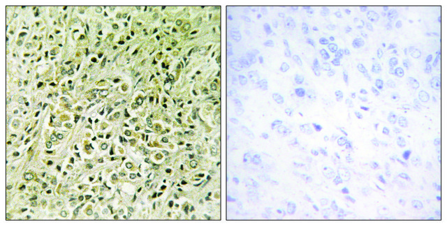 Anti-RHG07 antibody produced in rabbit
