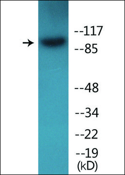 Anti-phospho-Integrin ?1 (pThr???) antibody produced