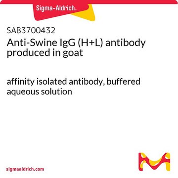 Anti-Swine IgG (H+L) antibody produced