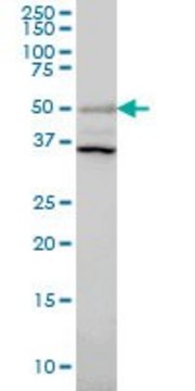 Monoclonal Anti-ERRFI1 antibody produced in