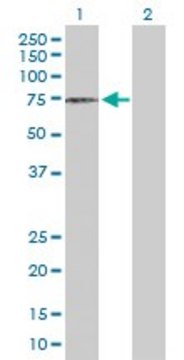 Anti-DCLRE1C antibody produced in rabbit