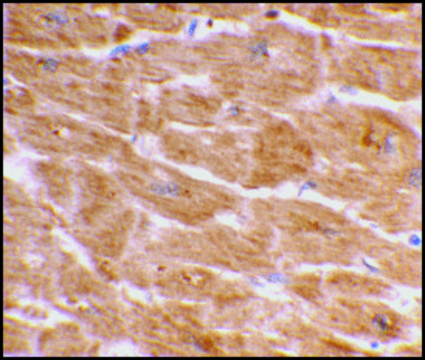 Anti-Caspase-1 (ab1) antibody produced in