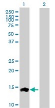 Anti-CCL24 antibody produced in rabbit