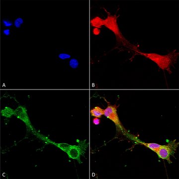 Monoclonal Anti-Glun2A/Nr2A antibody produced in