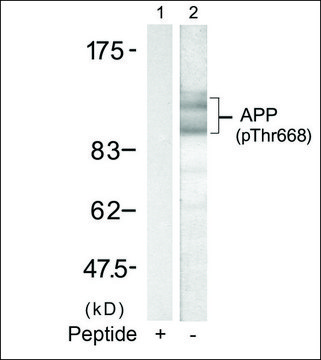 Anti-phospho-APP (????) antibody produced in