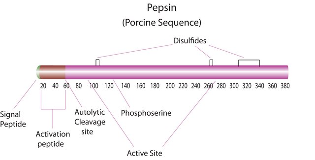 Pepsin from porcine gastric mucosa