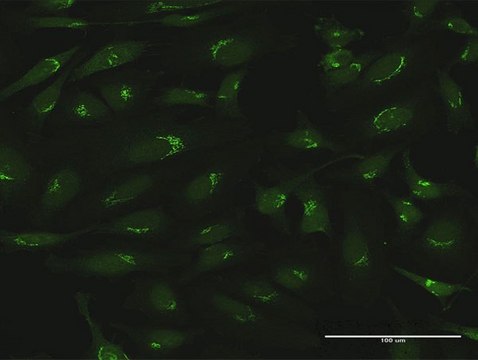 Anti-GOLGA5 antibody produced in rabbit