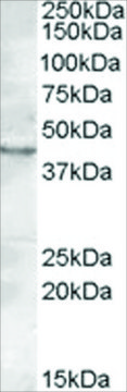 Anti-LASS3/CERS3 antibody produced in goat