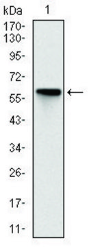 Monoclonal Anti-ROCK1 antibody produced in