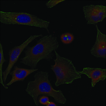 Anti-FAM129A antibody produced in rabbit
