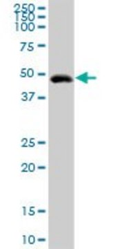 Anti-GIF antibody produced in rabbit