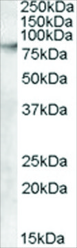Anti-ABCB5 antibody produced in goat