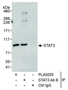 Rabbit anti-STAT3 Antibody, Affinity Purified